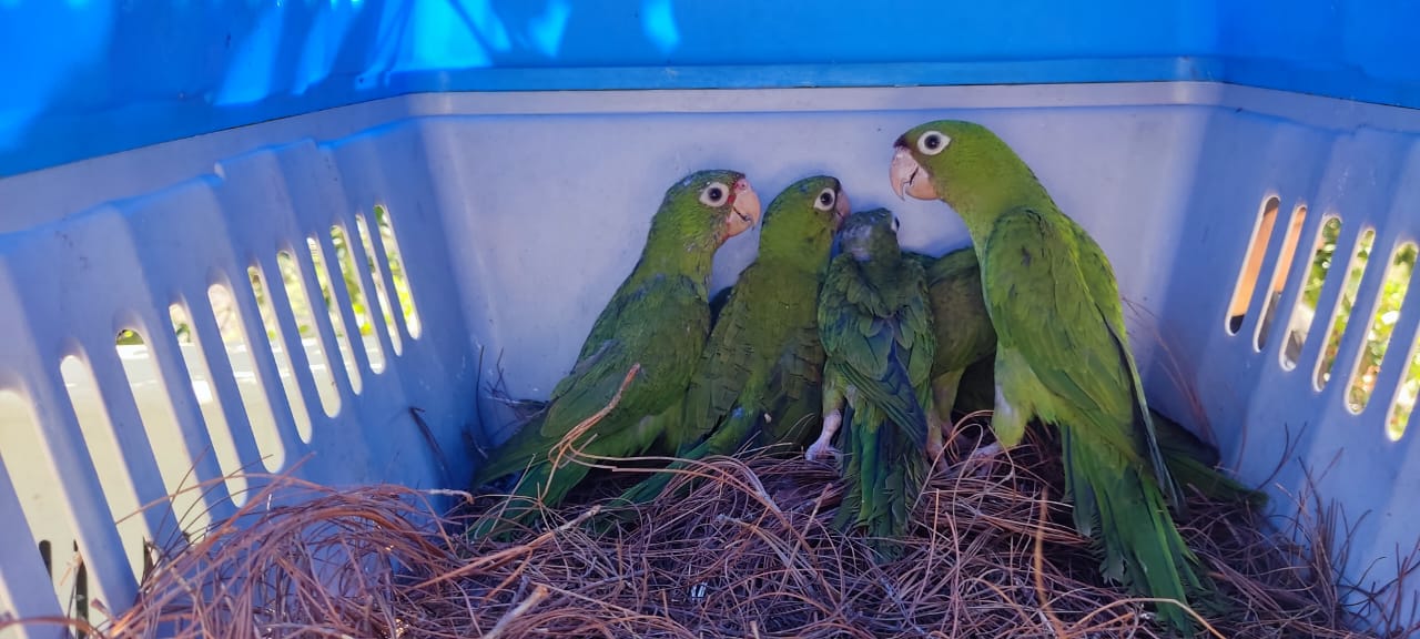 Aves silvestres rescatadas fueron liberadas en la reserva Laipuna